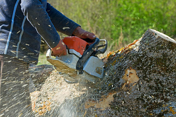 Best Palm Tree Trimming  in Kurtistown, HI